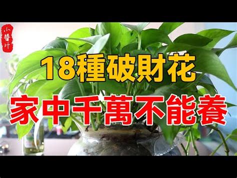 萬年青放門口|大門口適合放什麼盆栽？4種擋煞化煞植物，擺對位置。